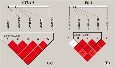 Polymorphisms and Circulating Plasma Protein Levels of Immune Checkpoints (CTLA-4 and PD-1) Are Associated With Posner-Schlossman Syndrome in Southern Chinese